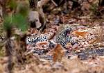 Leopard Yawn